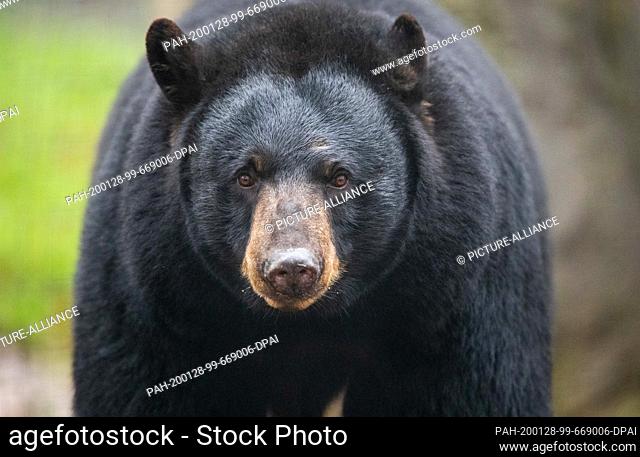 28 January 2020, Lower Saxony, Osnabrück: Black bear ""Honey"" can be found in the black bear enclosure in the North American animal world ""Manitoba"" in...