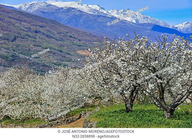 Cherry trees (Prunus cerasus), Cherry trees in full blossom, Jerte Valley, Cáceres province, Extremadura, Spain