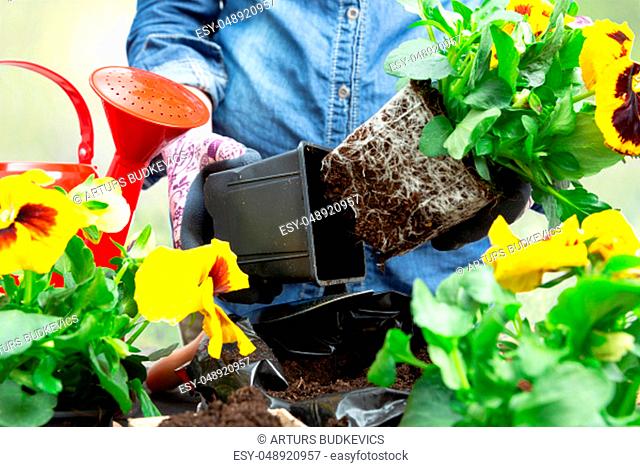 Gardener woman taking pansy plant out of plastic pot to plant it into the garden. Planting spring pansy flower in garden. Gardening concept