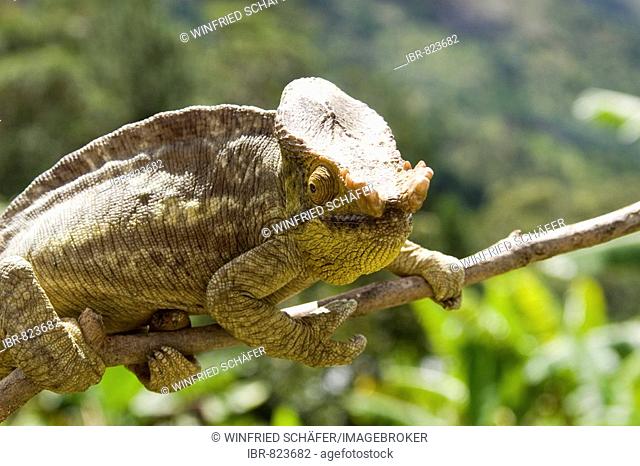 Parson's Chameleon (Calumma parsonii), male, Madagascar, Africa