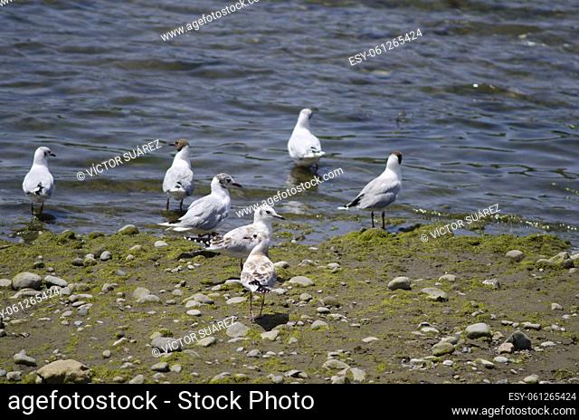 Brown-hooded gulls (Chroicocephalus maculipennis). Angelmo. Puerto Montt. Los Lagos Region. Chile