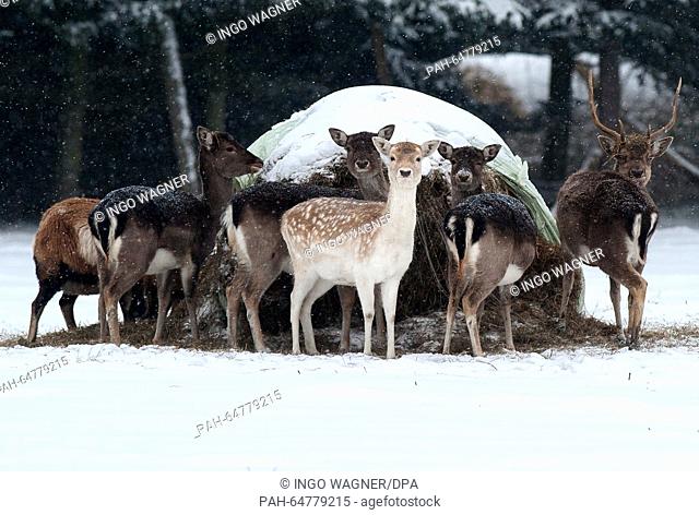 In heavy snowfall a group of deers stand with a stag near a feeding station in a patch of forrest in Stuhr, Germany, 03 January