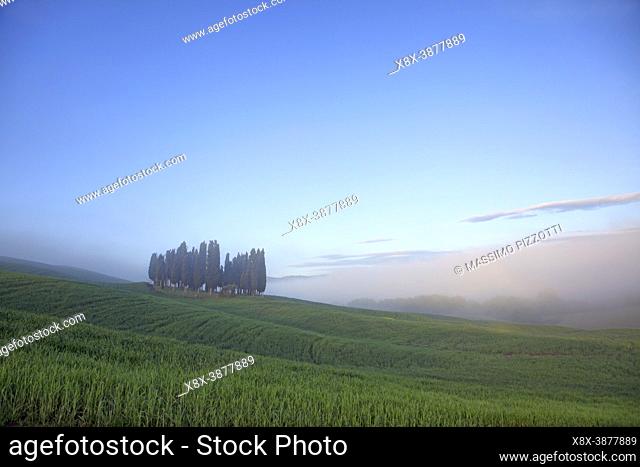 A grove of cypress trees on green hills, near San Quirico d`Orcia, Val d'Orcia, Tuscany, Italy