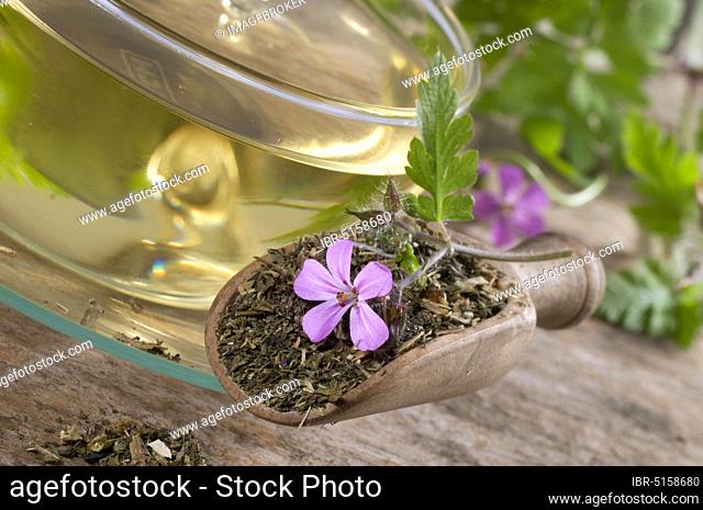 Cup of stork's bill tea, stork's bill (Geranium robertianum), ruprecht herb