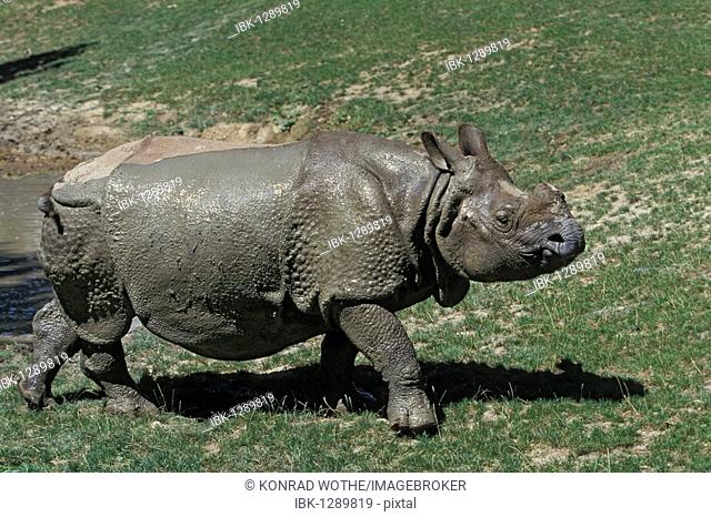 Great Indian Rhinoceros (Rhinoceros unicornis) after taking mudbath, captive, India