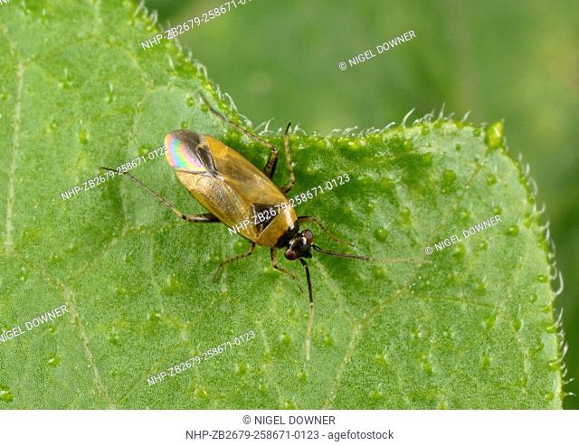 Close-up of an adult Mirid bug (Heterotoma merioptera) resting on a leaf in a Norfolk woodland habitat in summer