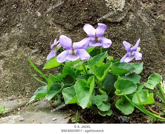 common violet, common dog-violet (Viola riviniana), blomming at the base of a wall on a sidewalk
