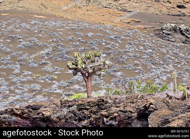 Prickly pear cactus on Bartolome Island Galapagos with grey mat plants growing behind it