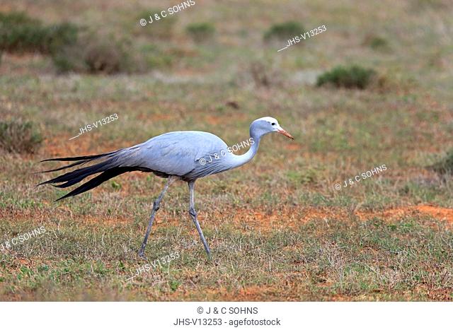 Blue Crane, (Anthropoides paradisea), adult searching for food, national bird of South Africa, Addo Elephant Nationalpark, Eastern Cape, South Africa, Africa