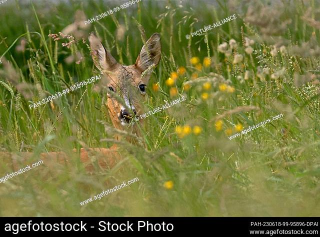 18 June 2023, Bavaria, Stötten: A deer lies in the early morning in the high grass of a meadow. Photo: Karl-Josef Hildenbrand/dpa