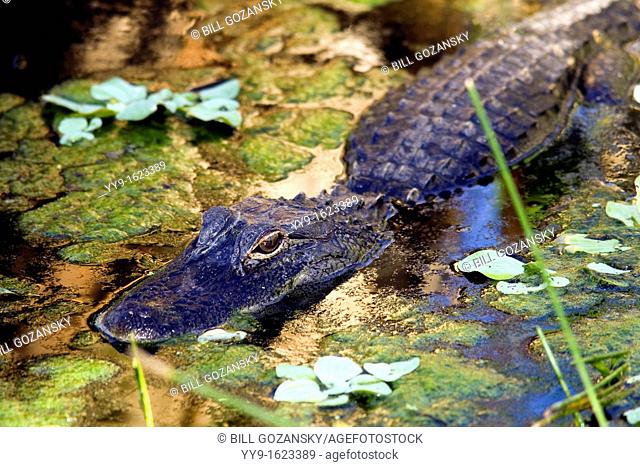 American Alligator - Wakodahatchee Wetlands - Delray Beach, Florida USA