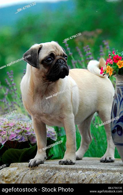 Young Pug, 19 weeks old, female, standing on a stone bench in a garden, FCI Standard No. 253, a Pug, puppy 19 weeks old, female