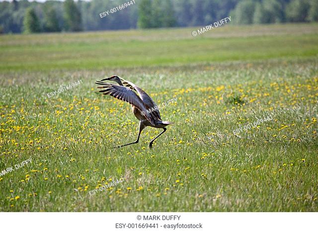 Sandhill Crane landing in a Saskatchewan field