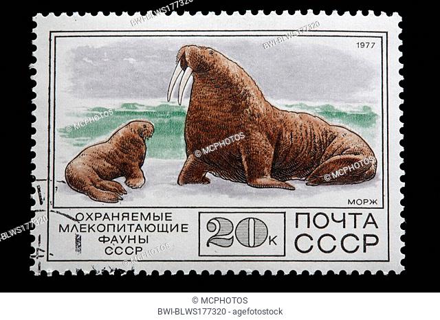walrus Odobenus rosmarus, postage stamp, USSR, 1977, Russia