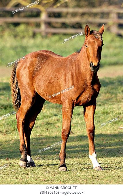 French saddle horse : foal Oise, Picardy, France. Breed : French saddle. Horse Equus caballus  Equid  Mammal