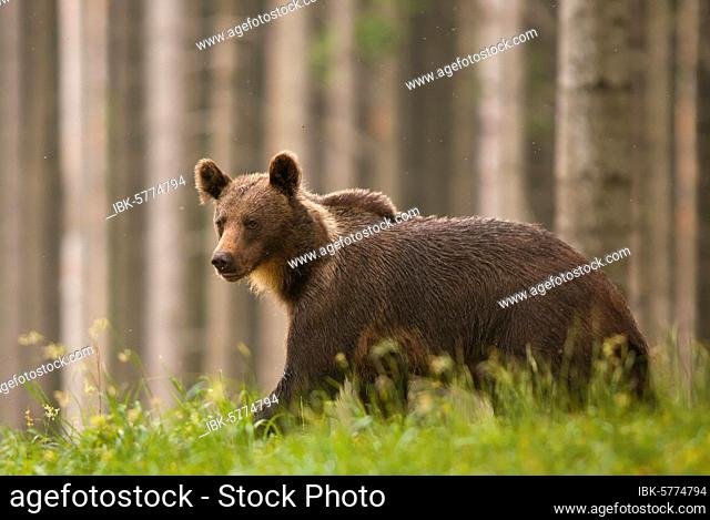 Young (Ursus arctos) in a spruce forest, Mala fatra, Slovakia, Europe