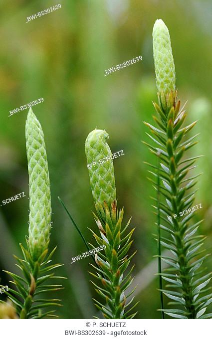 stiff clubmoss, stiff ground-pine (Lycopodium annotinum), with cones, Germany, North Rhine-Westphalia