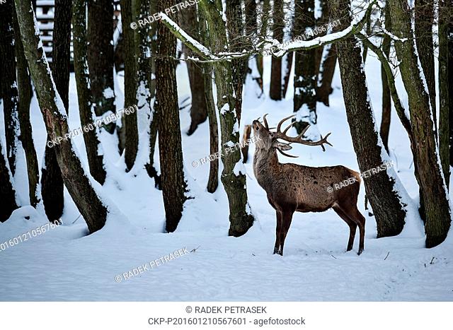 The Red deer in deer-park by Skalice near Ceska Lipa, Northern Bohemia, Czech Republic, on January 21, 2016. (CTK Photo/Radek Petrasek)
