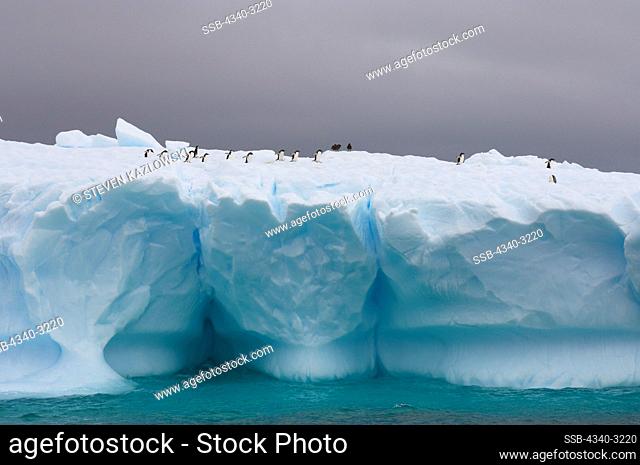 Antarctica, Antarctic Peninsula, Chinstrap penguins (Pygoscelis antarctica), and gentoo penguins (Pygoscelis Papua), on iceberg on Southern Ocean