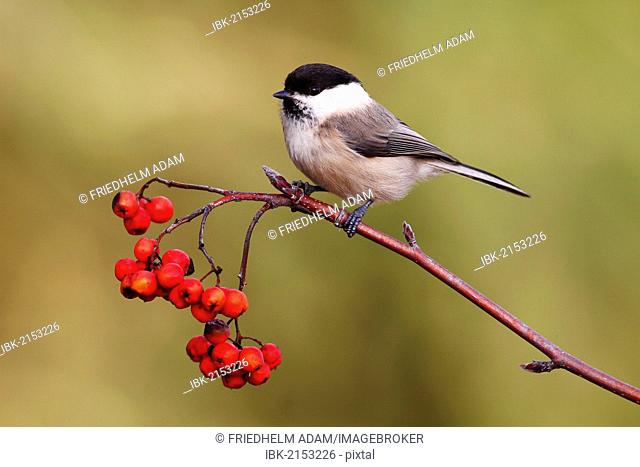 Willow Tit (Parus montanus) perched on a branch with red berries, Rowan or Mountain Ash (Sorbus aucuparia), Neunkirchen, Siegerland district
