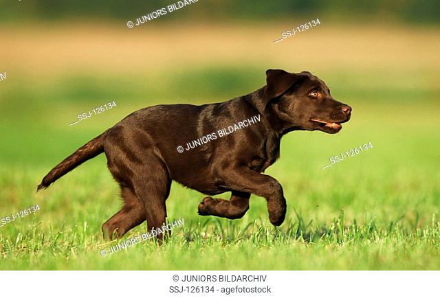 young Labrador Retriever  brown  - running on meadow