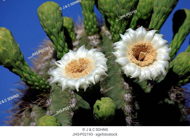 Saguaro Cactus, Carnegia gigantea, Sonora Desert, Arizona, USA, America , bloom