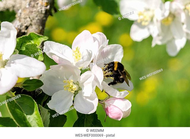 Germany, Hesse, Kronberg, Bumblebee at white blossom of apple tree