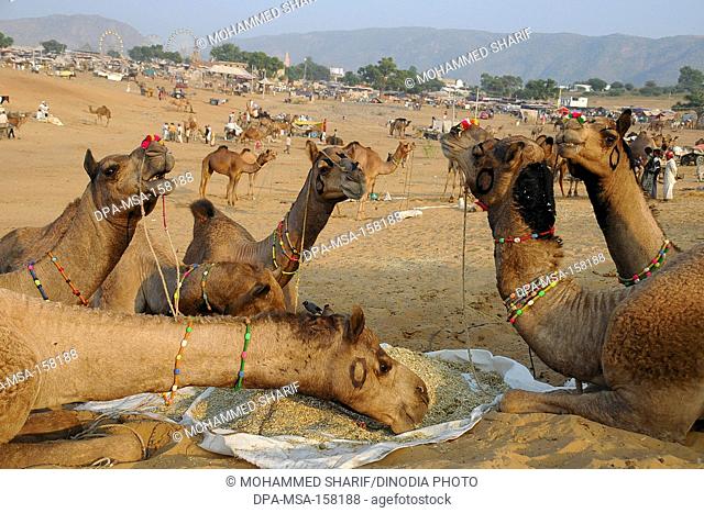 Camels eating grass in Pushkar fair ; Rajasthan ; India