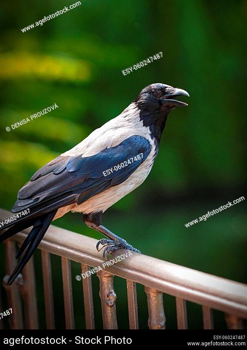 African Pied Crow in nature. Pied on green background. Detail african pied crow - corvus albus. Photo of bird live