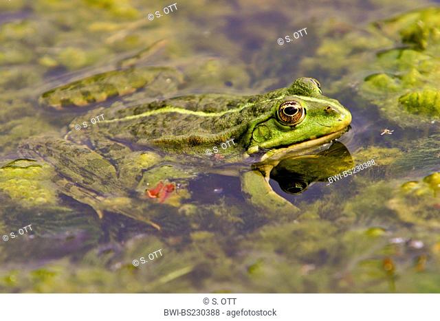 European edible frog, common edible frog (Rana kl. esculenta, Rana esculenta), sitting in shallow water, Germany