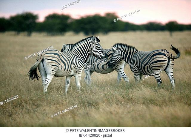 Burchell's Zebra (Equus quagga), Etosha National Park, Namibia, Africa