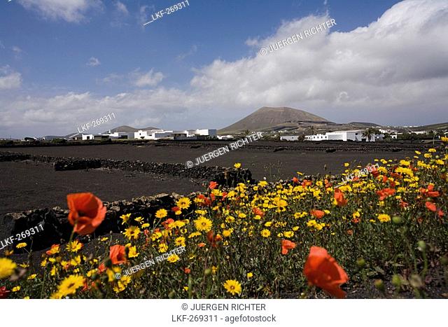 lapilli fields, flower meadow with poppies in spring, Caldera Colorada, extinct volcano, near Masdache, UNESCO Biosphere Reserve, Lanzarote, Canary Islands
