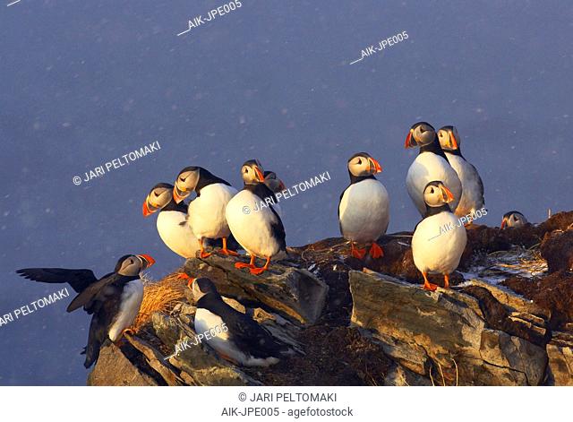 Group of Atlantic Puffins on breeding ground