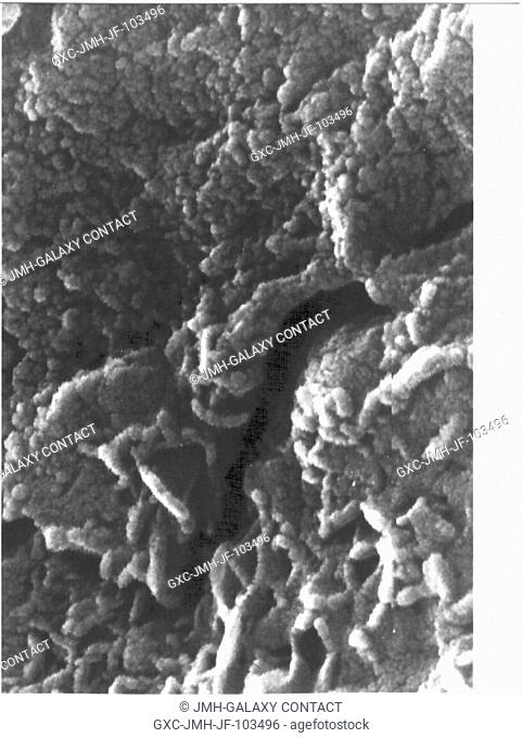 This electron microscope image shows extremely tiny tubular structures that are possible microscopic fossils of bacteria-like organisms that may have lived on...