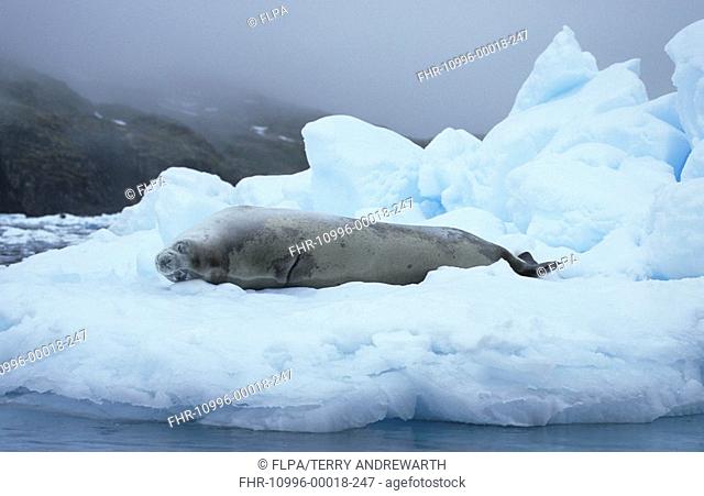 Crabeater Seal Lobodon carcinophagus Resting on ice floe - Antarctica
