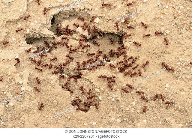 Red harvester ants (Pogonomyrmex barbatus), Rio Grande City, Texas, USA