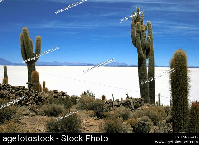 Cacti, taken on October 17th, 2009 on Isla Incahuasi (Bolivia). Isla Incahuasi is located in the Salar de Uyuni, the largest salt pan in the world