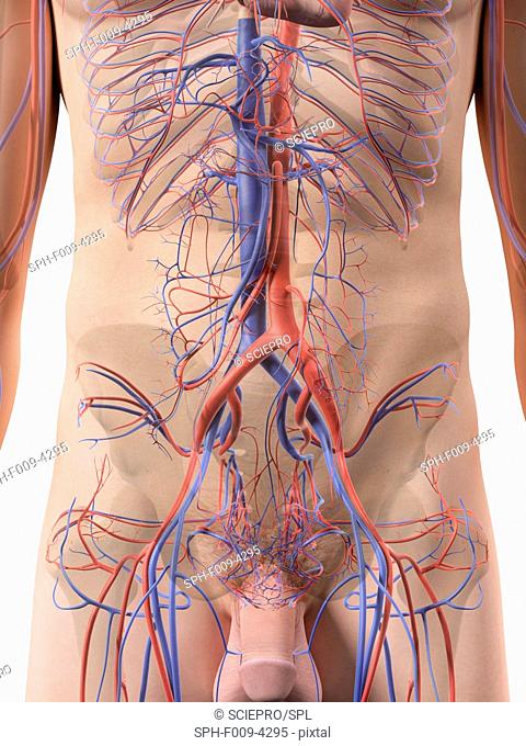 Human abdominal blood vessels, computer artwork