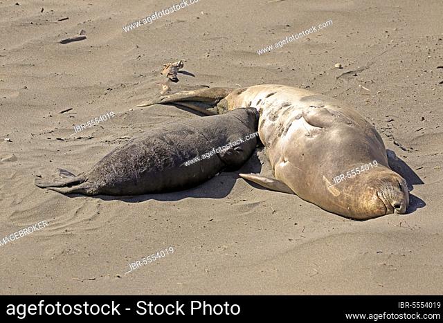 Northern Elephant Seal (Mirounga angustirostris), female with young, Piedras Blancas Rookery, San Simeon, San Luis Obispo County, California, North America, USA