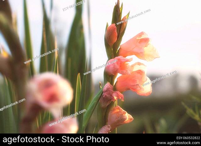 Rose colored flowers on abstract blurred background