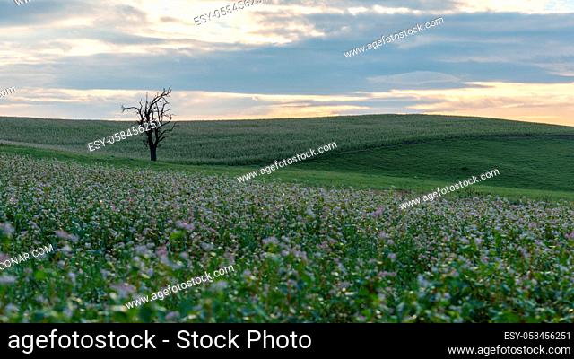 Bare tree on the hill with a field of purple flowers