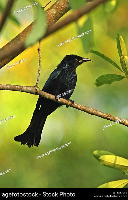 Hair-crested Drongo (Dicrurus hottentottus hottentottus) adult, perched on twig, Kaeng Krachan N. P. Thailand