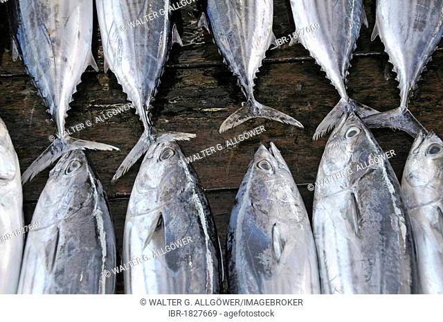 Tuna fish, fish market in Galle, Sri Lanka, Ceylon, Asia