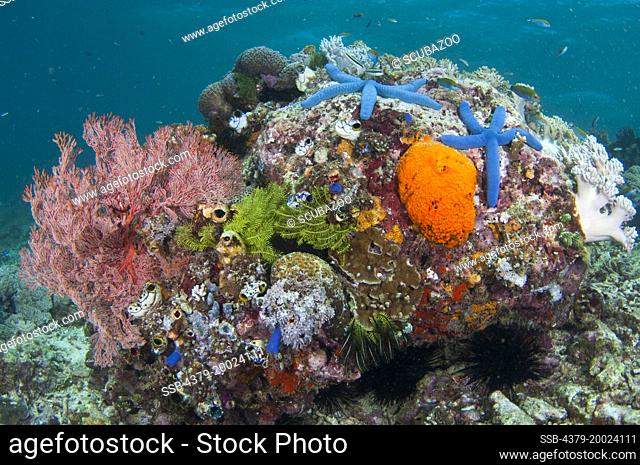 A sea fan, feathers stars, Blue Sea Stars, Linckia laevigata, tunicates, and soft corals on a small bommie, Taliabu Island, Sula Islands, Indonesia