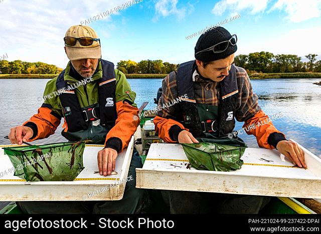PRODUCTION - 19 October 2022, Brandenburg, Reitwein: Fisheries biologists Jan Hallermann (l) and Lutz Wende (r) from the Leibnitz Institute of Freshwater...