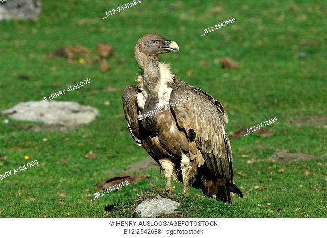 Griffon Vulture Gyps fulvus Pyrenees, France