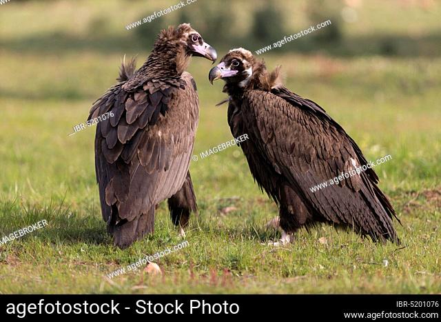 Cinereous vulture (Aegypius monachus), Spain, Europe