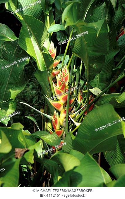 Heliconia (Heliconia), tropical flower between leaves, Puerto Viejo de Talamanca, Costa Rica, Caribbean, Central America