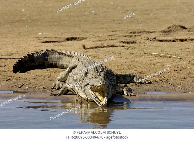 Nile Crocodile Crocodylus niloticus adult, mouth open, basking on riverbank, Shire River, Malawi