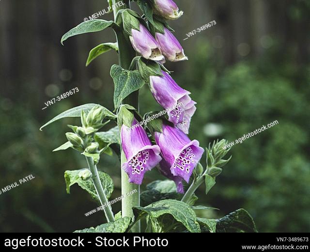 Close up of purple flowers of foxglove (digitalis purpurea) plant in garden
